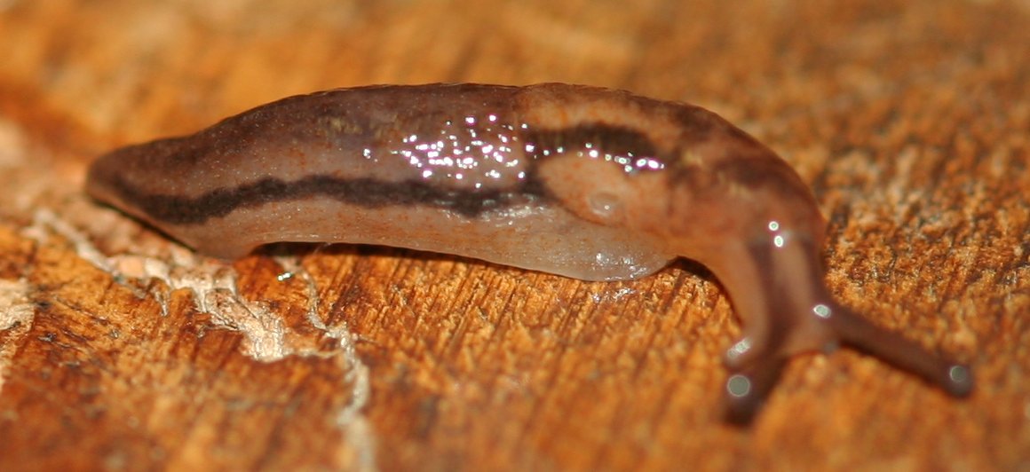 Limacidae dal Lago Brasimone